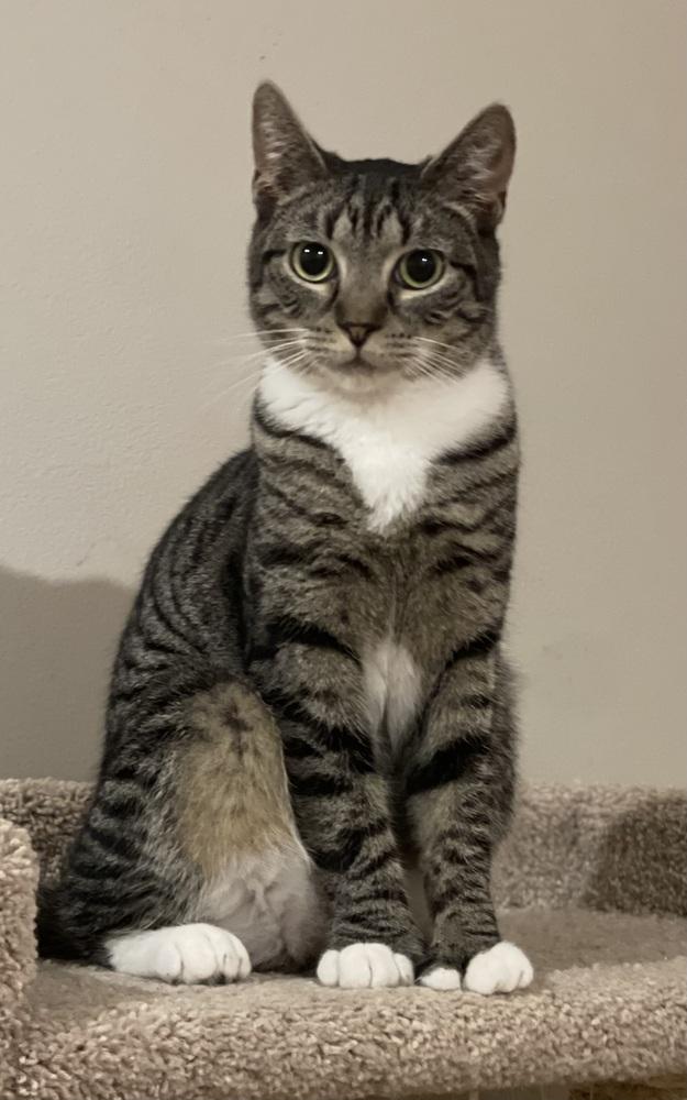 Enlarge Geneva Orchard, a Adoptable Domestic Short Hair in Mount Laurel, NJ image 1/6