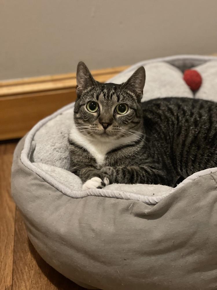 Enlarge Geneva Orchard, a Adoptable Domestic Short Hair in Mount Laurel, NJ image 2/6