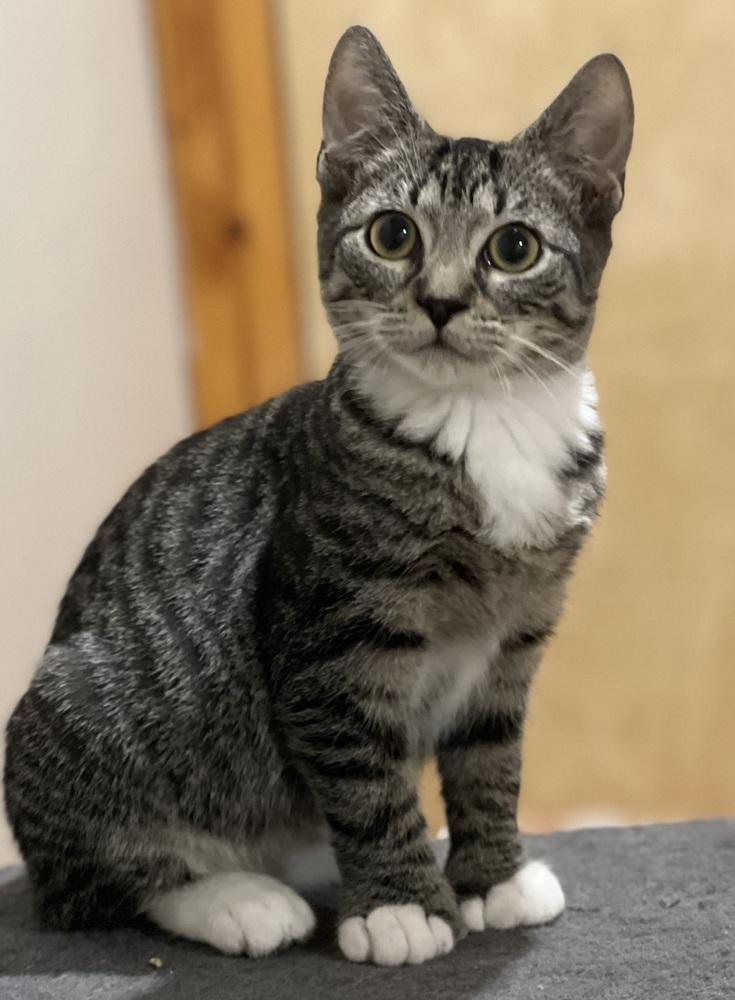 Enlarge Geneva Orchard, a Adoptable Domestic Short Hair in Mount Laurel, NJ image 3/6