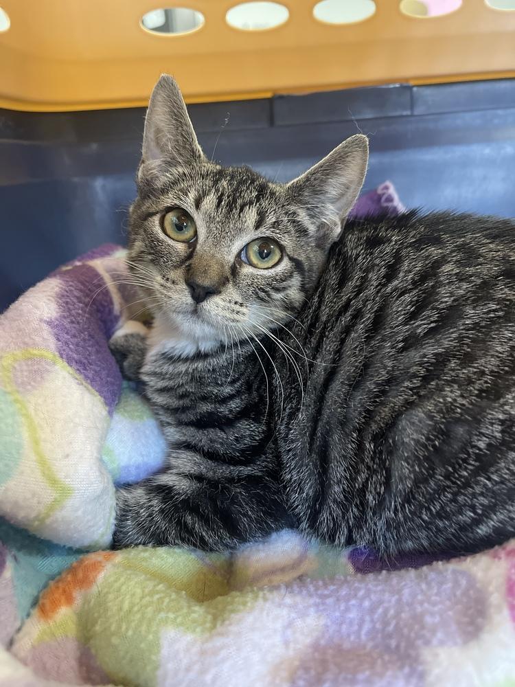 Enlarge Geneva Orchard, a Adoptable Domestic Short Hair in Mount Laurel, NJ image 4/6