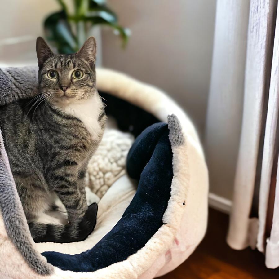 Enlarge Geneva Orchard, a Adoptable Domestic Short Hair in Mount Laurel, NJ image 6/6