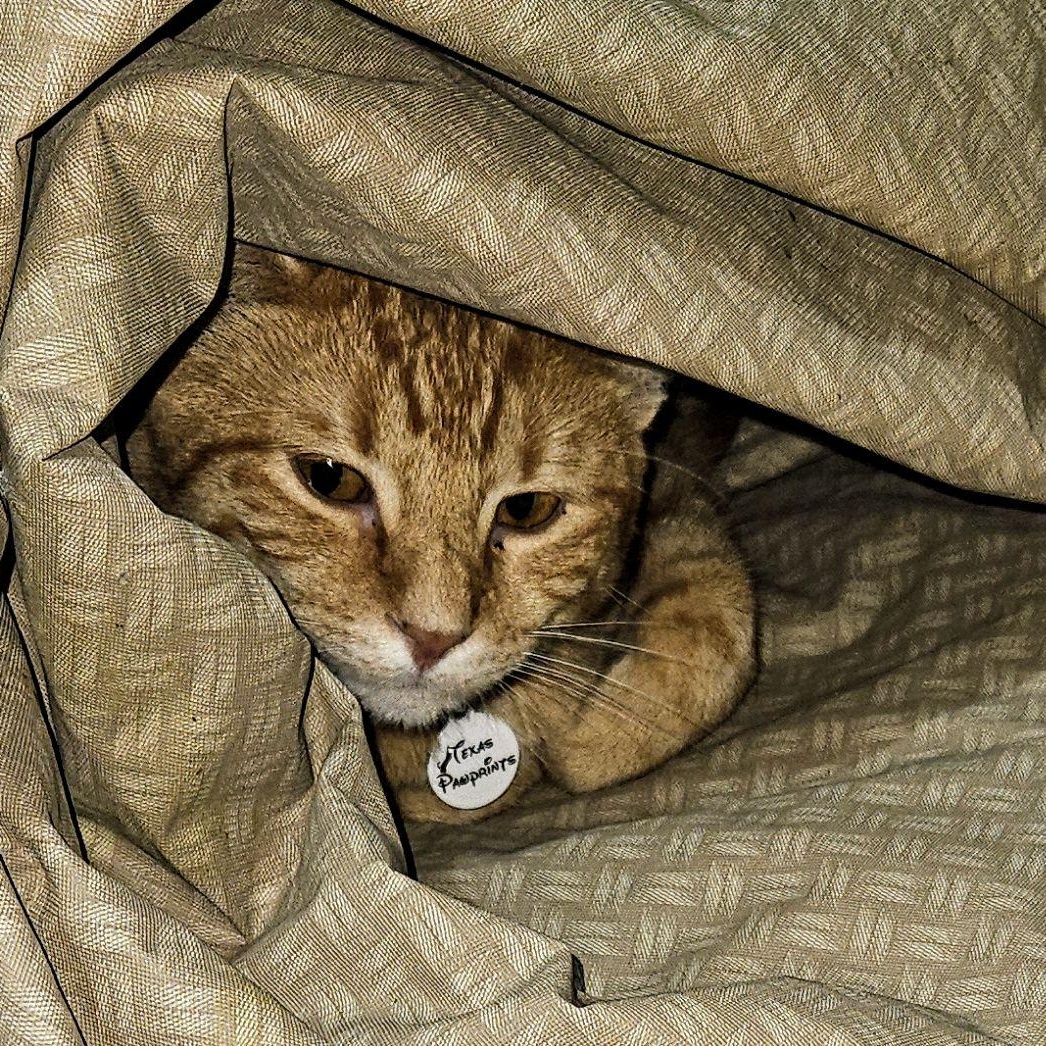 Enlarge Sporty, a ADOPTABLE Tabby in Dallas, TX image 2/2