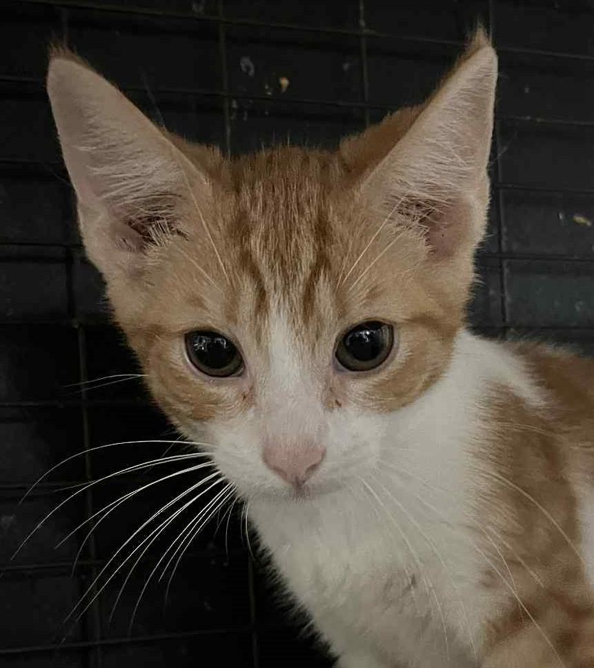 Marmalade
