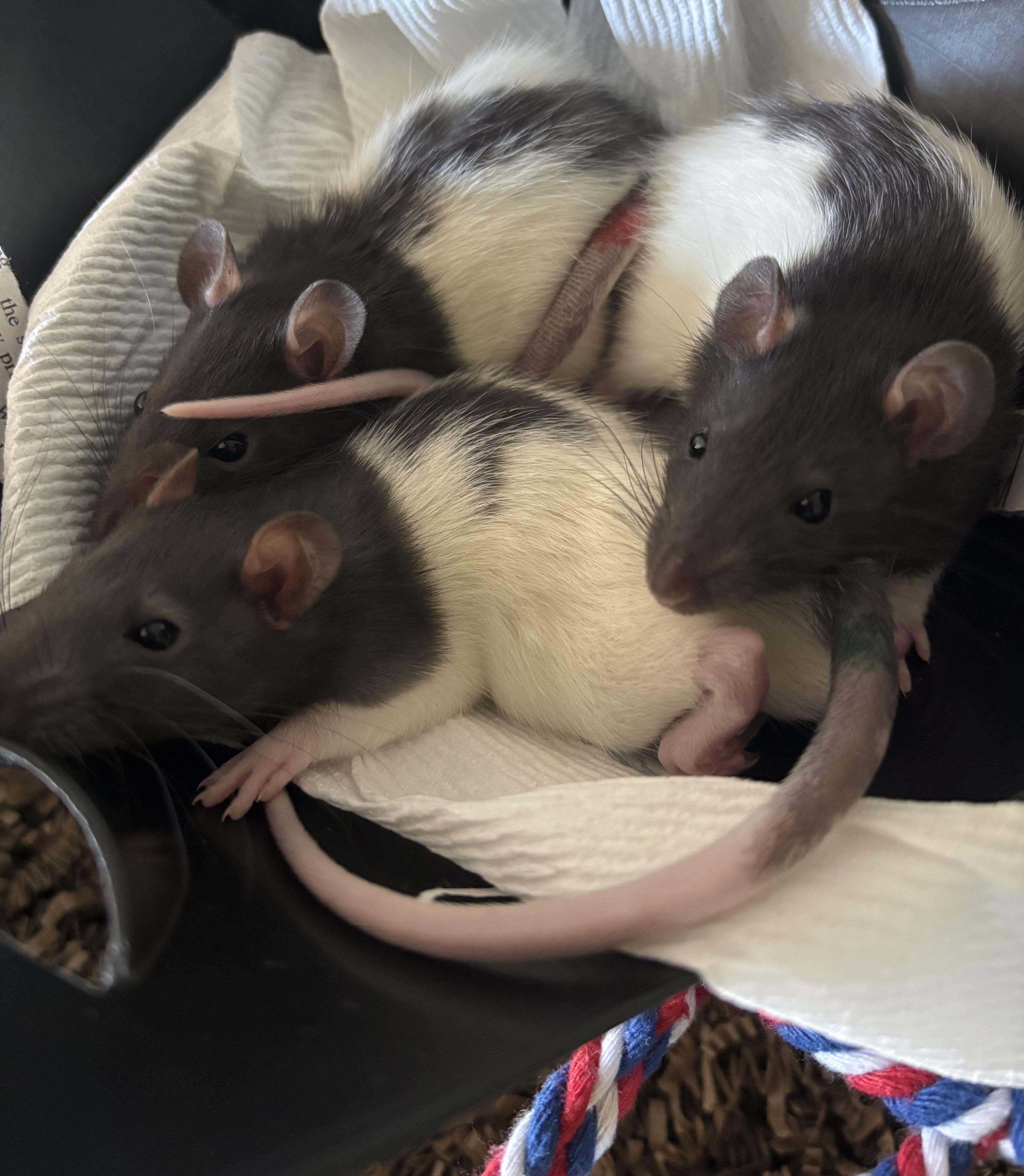 Miso , Soba & Udon, adopted, Baby Male Rat.