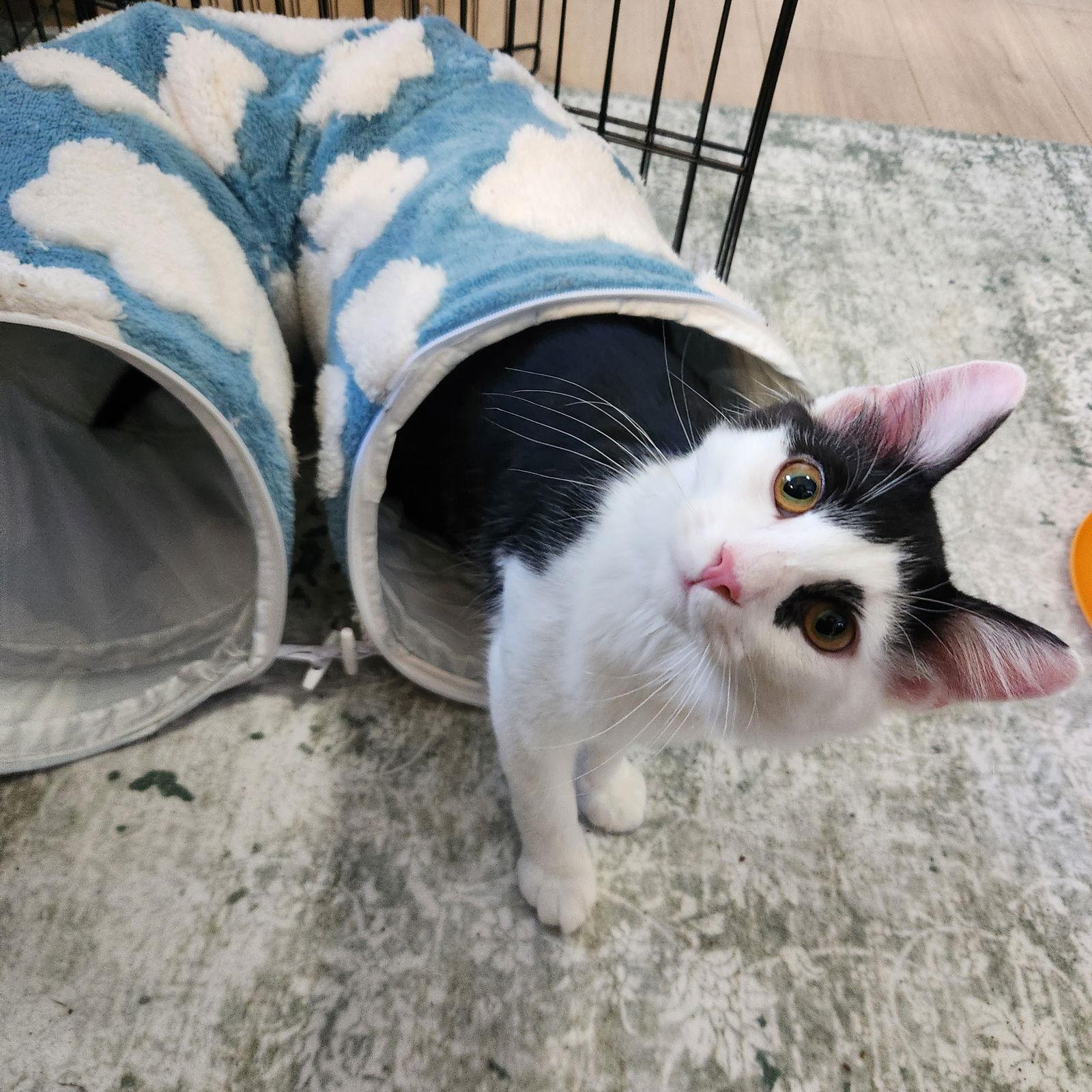 Dizzy, a Adopted Domestic Short Hair in Burton, MI image 1/3