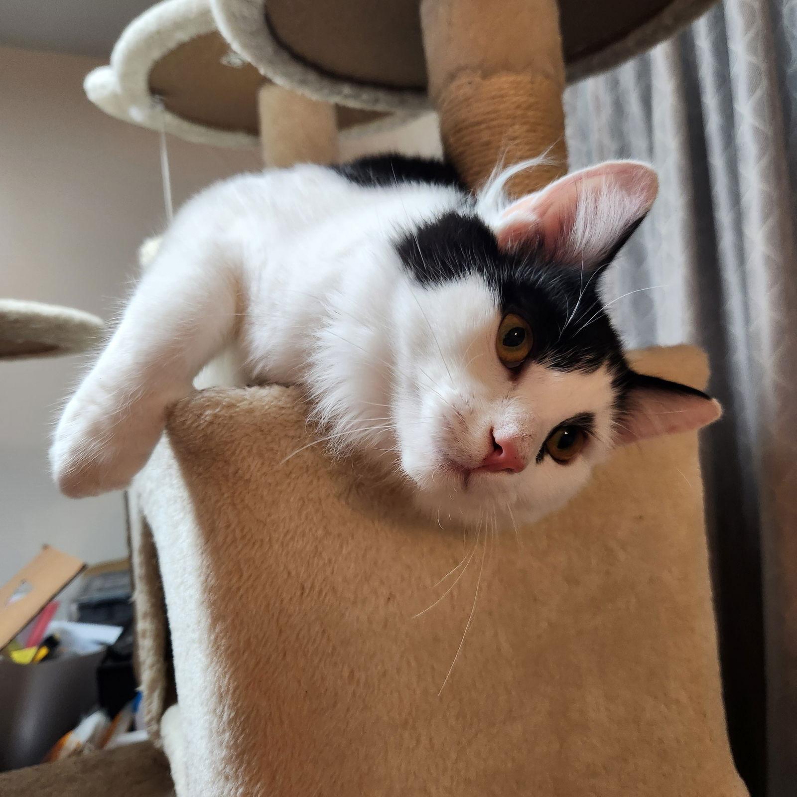 Dizzy, a Adopted Domestic Short Hair in Burton, MI image 2/3