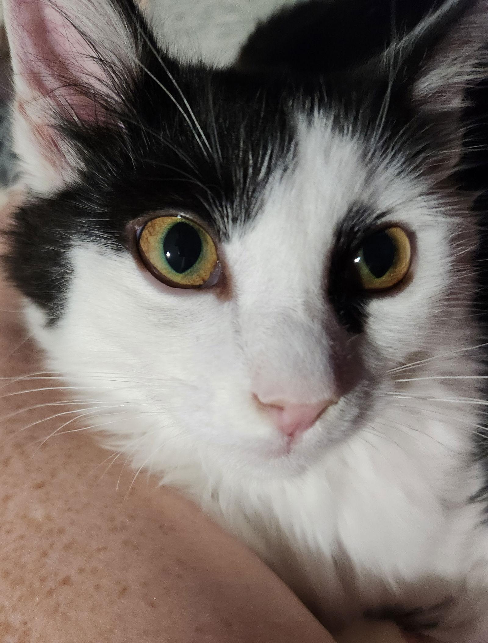 Dizzy, a Adopted Domestic Short Hair in Burton, MI image 3/3