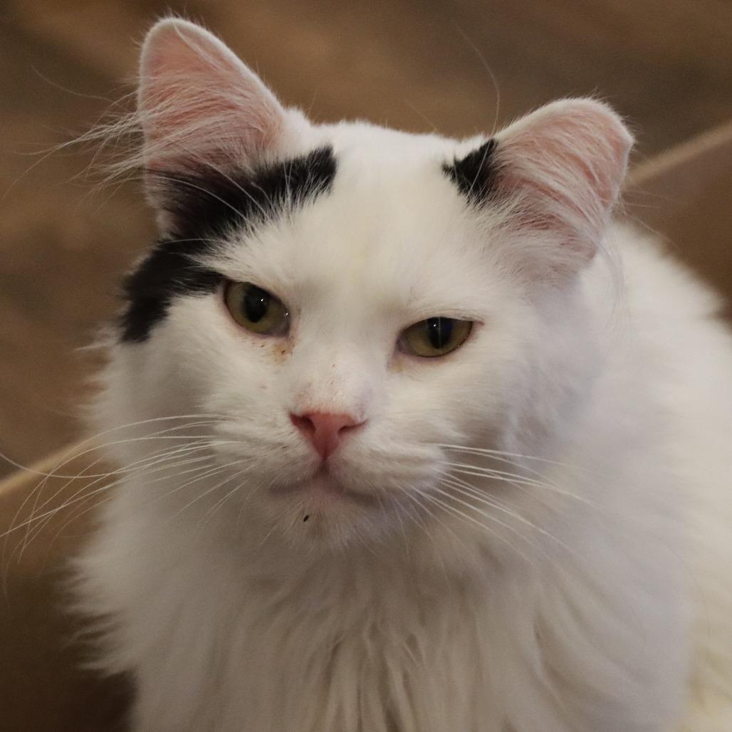 Croissant — thumbnail 2