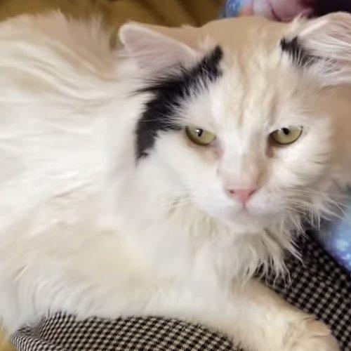 Croissant — thumbnail 4