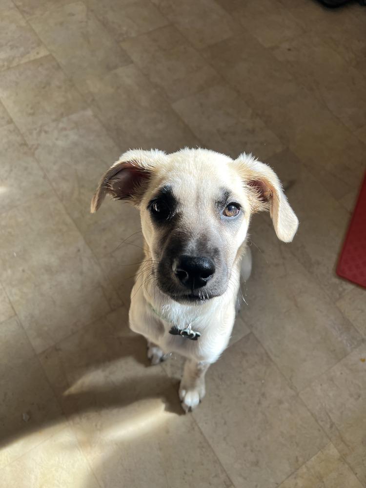 Cimetta / Sprite, Adoptable, Puppy Female Labrador Retriever & Mixed Breed.