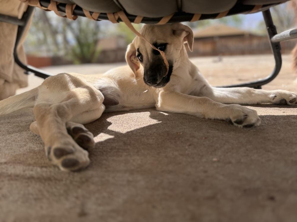 Enlarge Cimetta / Sprite, a Adoptable mixed breed in Broomfield, CO image 1/6