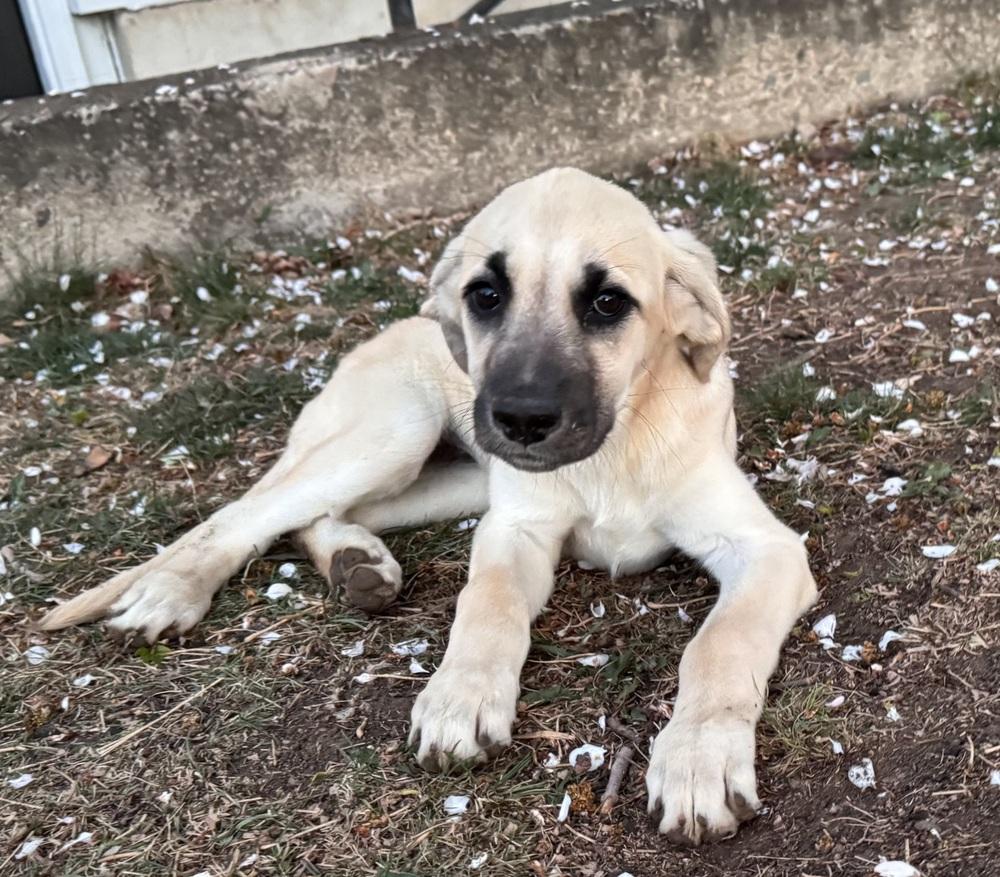 Enlarge Cimetta / Sprite, a Adoptable mixed breed in Broomfield, CO image 2/6