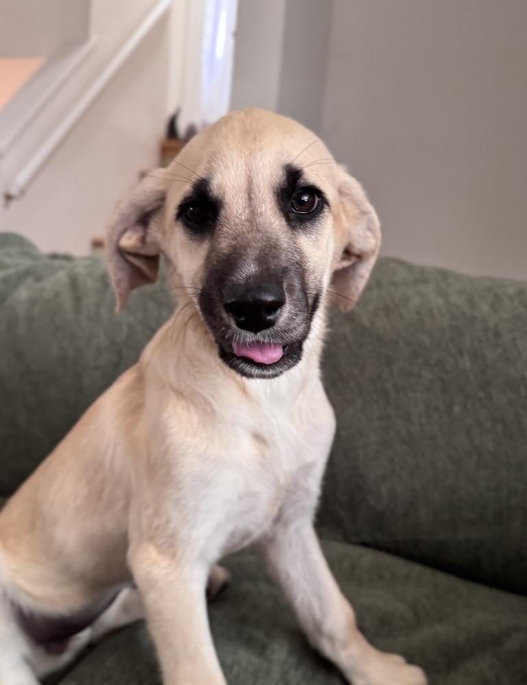 Enlarge Cimetta / Sprite, a Adoptable mixed breed in Broomfield, CO image 3/6