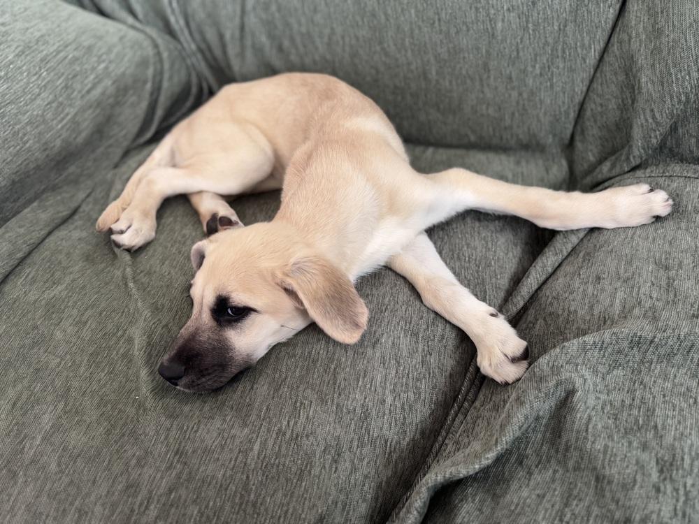 Enlarge Cimetta / Sprite, a Adoptable mixed breed in Broomfield, CO image 4/6