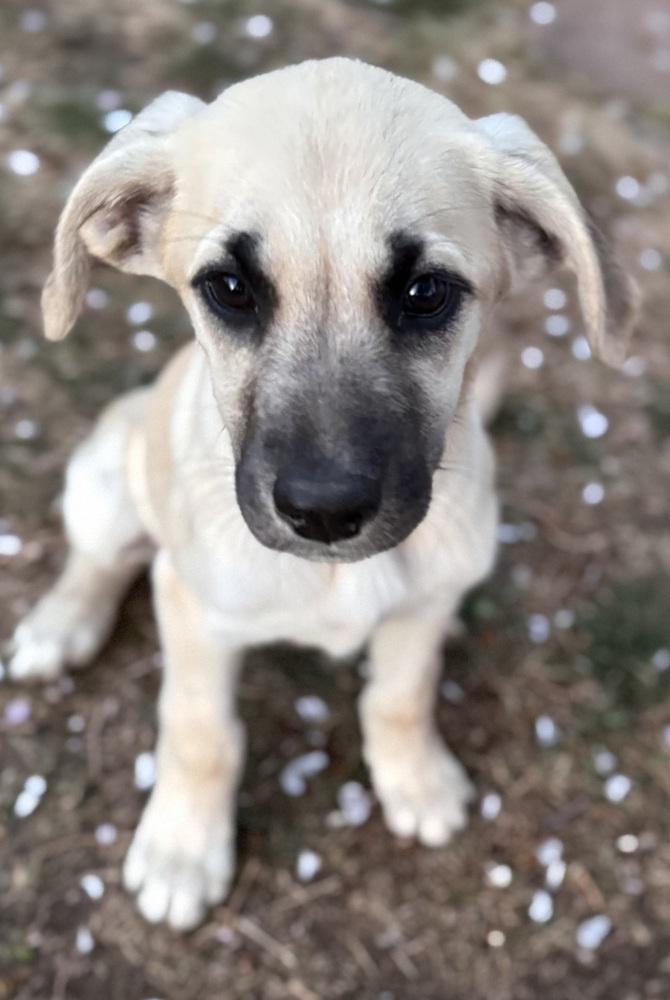 Enlarge Cimetta / Sprite, a Adoptable mixed breed in Broomfield, CO image 5/6