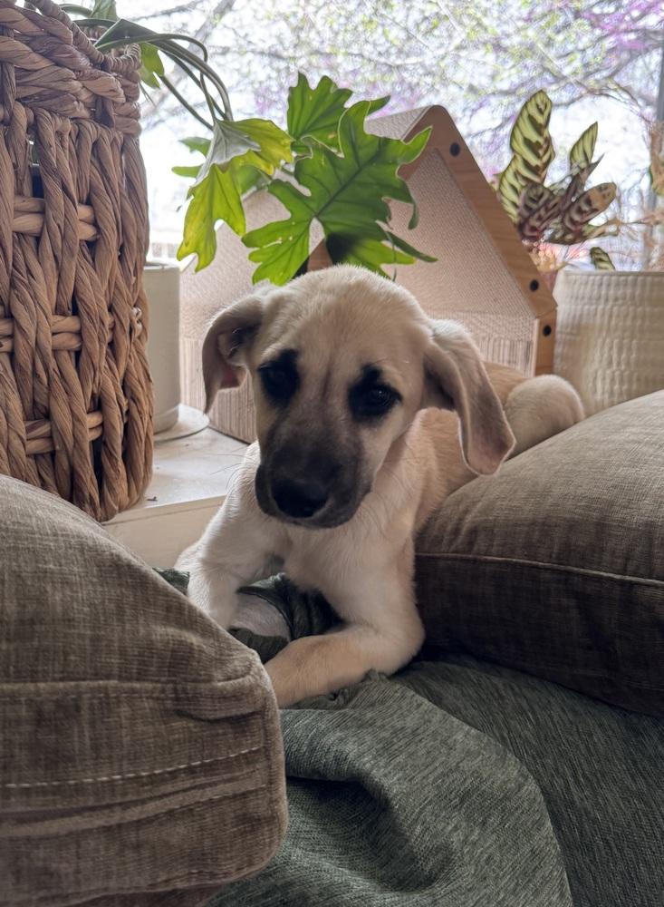 Enlarge Cimetta / Sprite, a Adoptable mixed breed in Broomfield, CO image 6/6