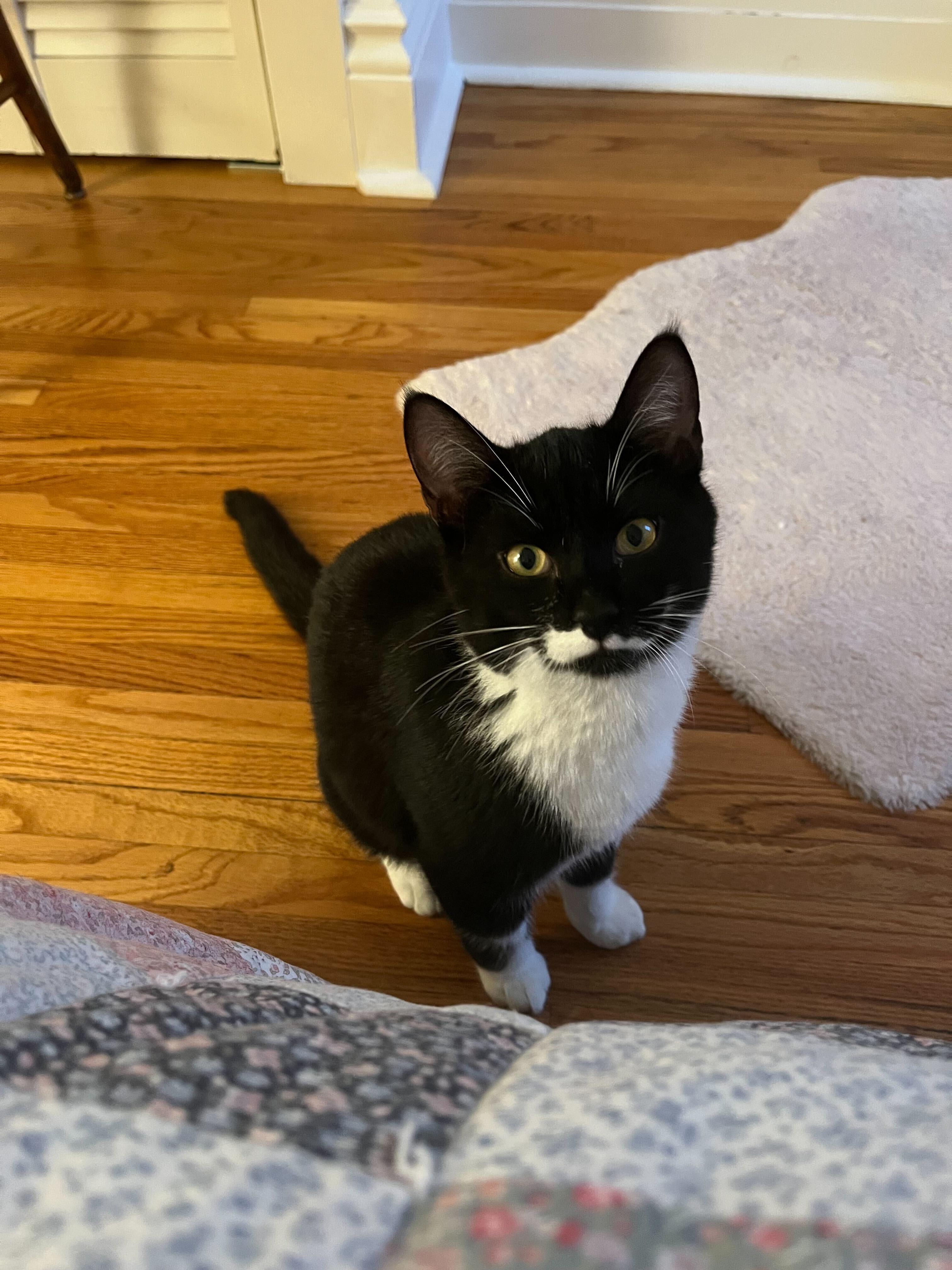 Cillian, an adopted Domestic Short Hair in Toronto, ON image 1/2