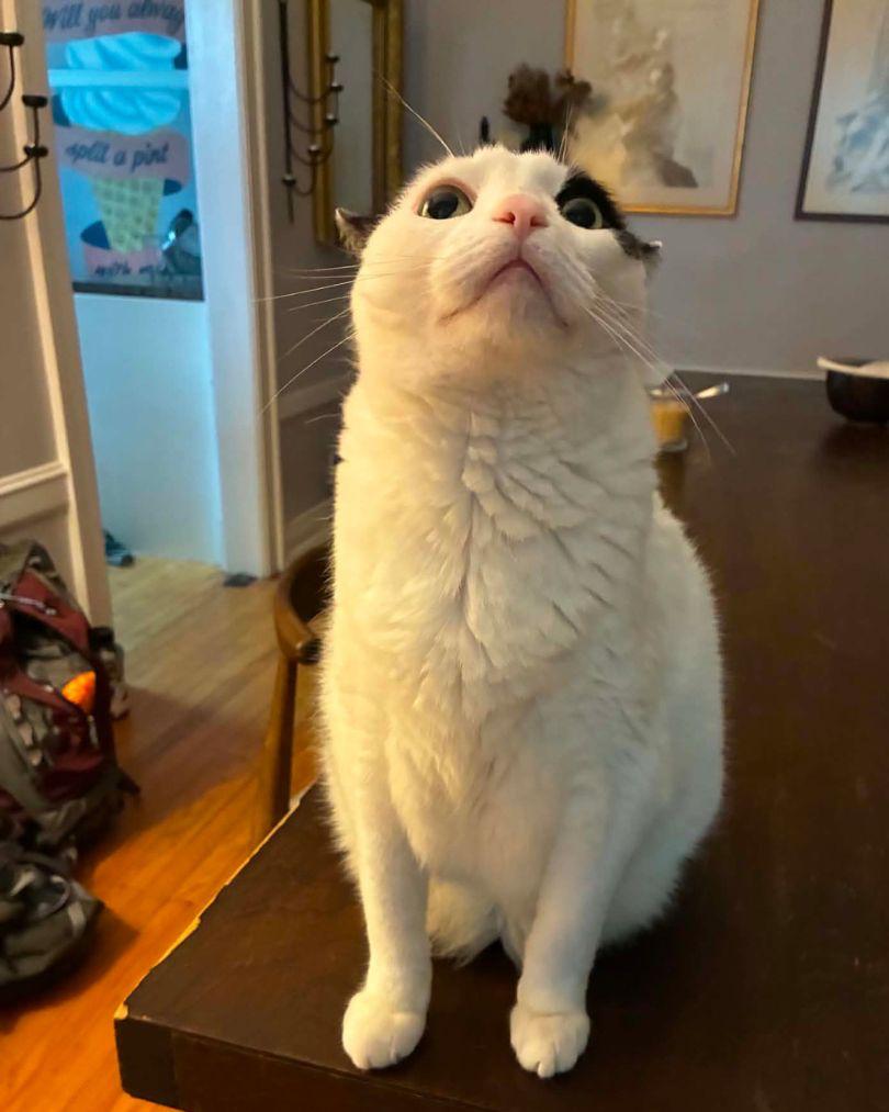 Enlarge Foster, a Adoptable Domestic Short Hair in Evanston, IL image 2/2