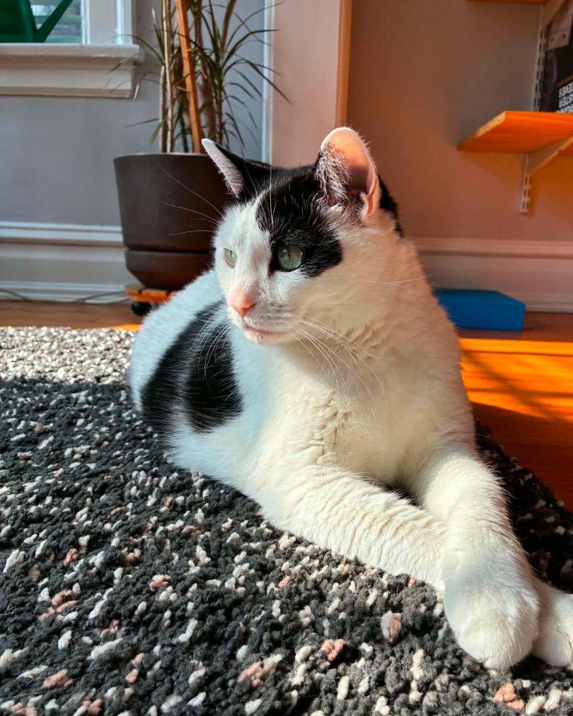 Foster, Adoptable, Senior Male Domestic Short Hair.