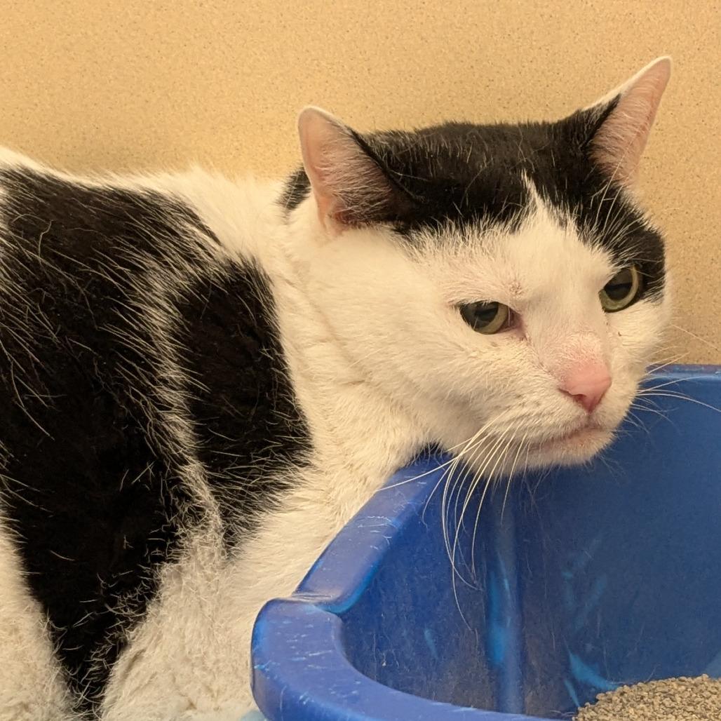 Foster, ADOPTABLE, Senior Male Domestic Short Hair.