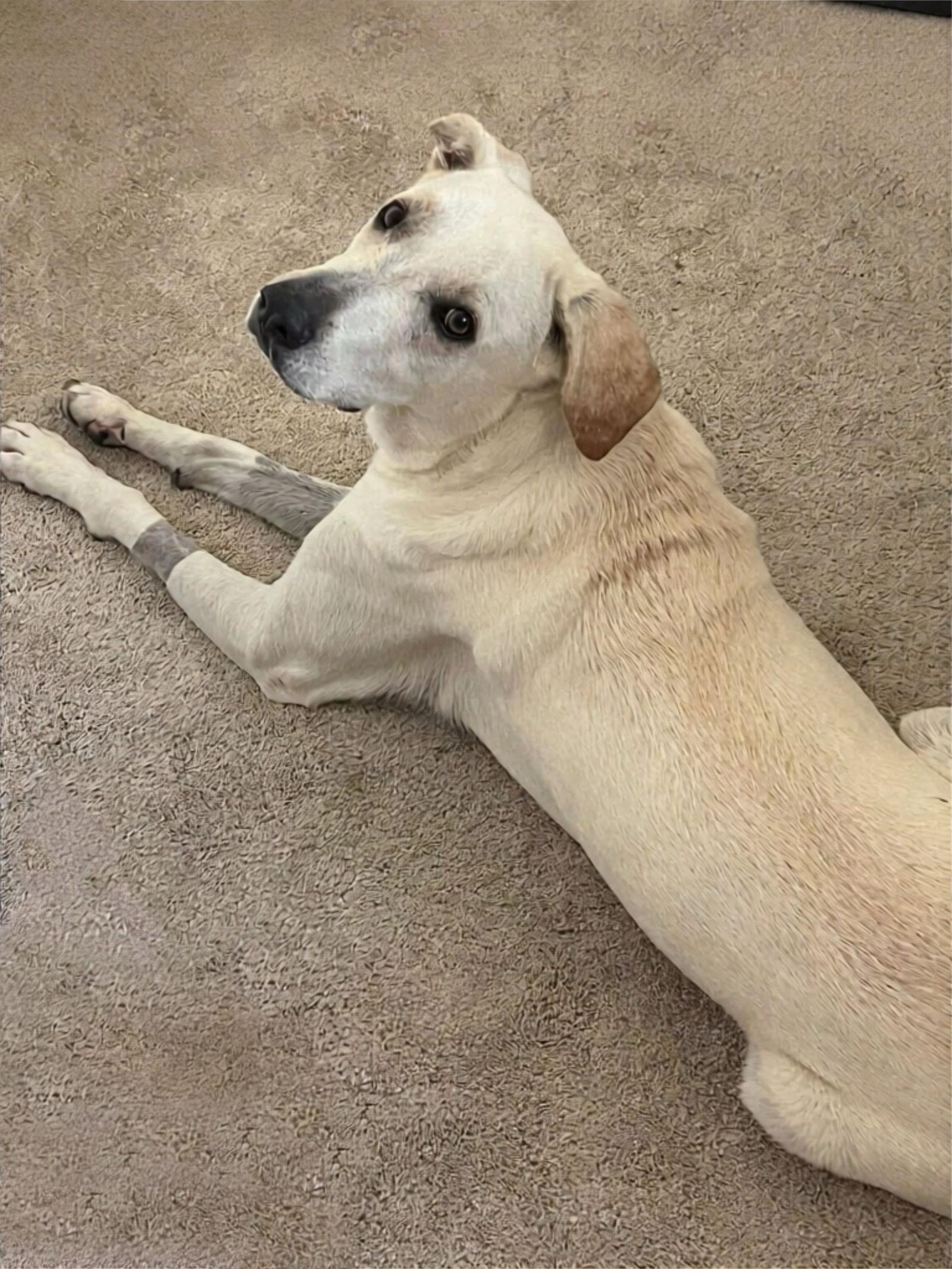 Tofu, Adoptable, Adult Female Anatolian Shepherd.