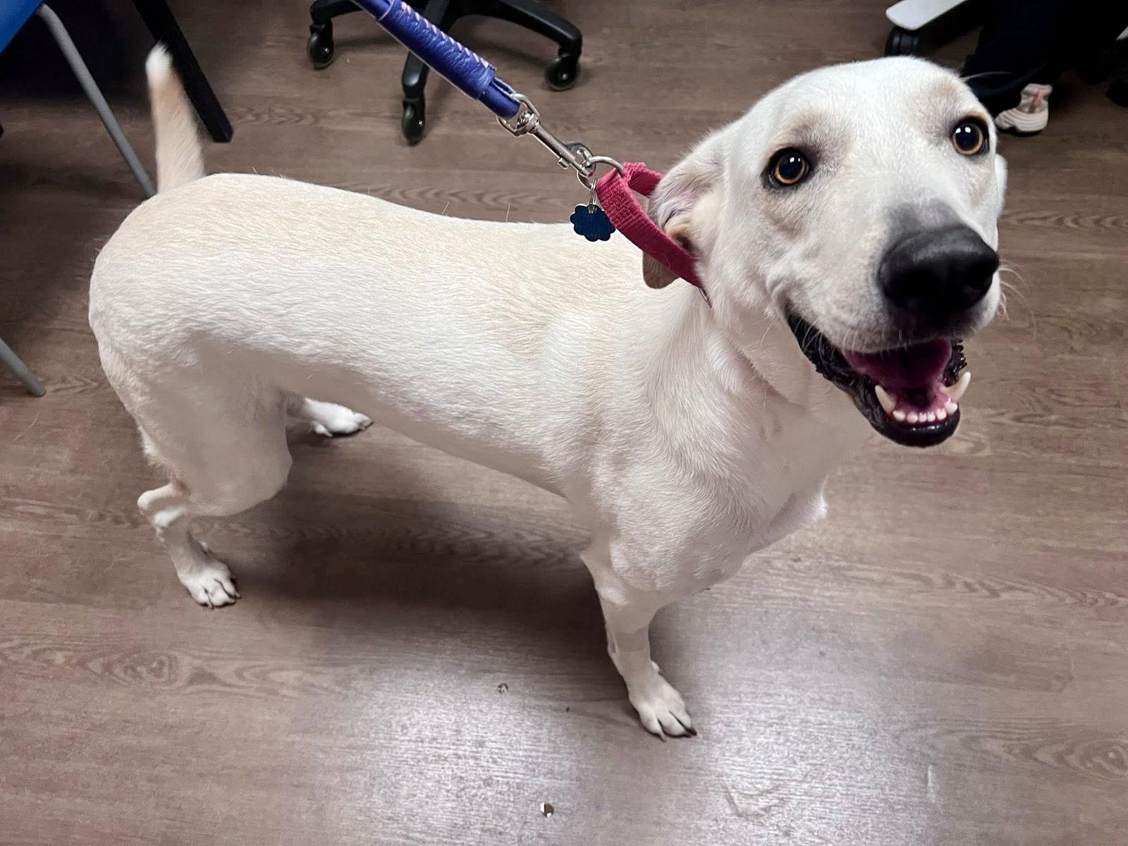 Enlarge Tofu, a Adoptable Anatolian Shepherd in Rockwall, TX image 2/3