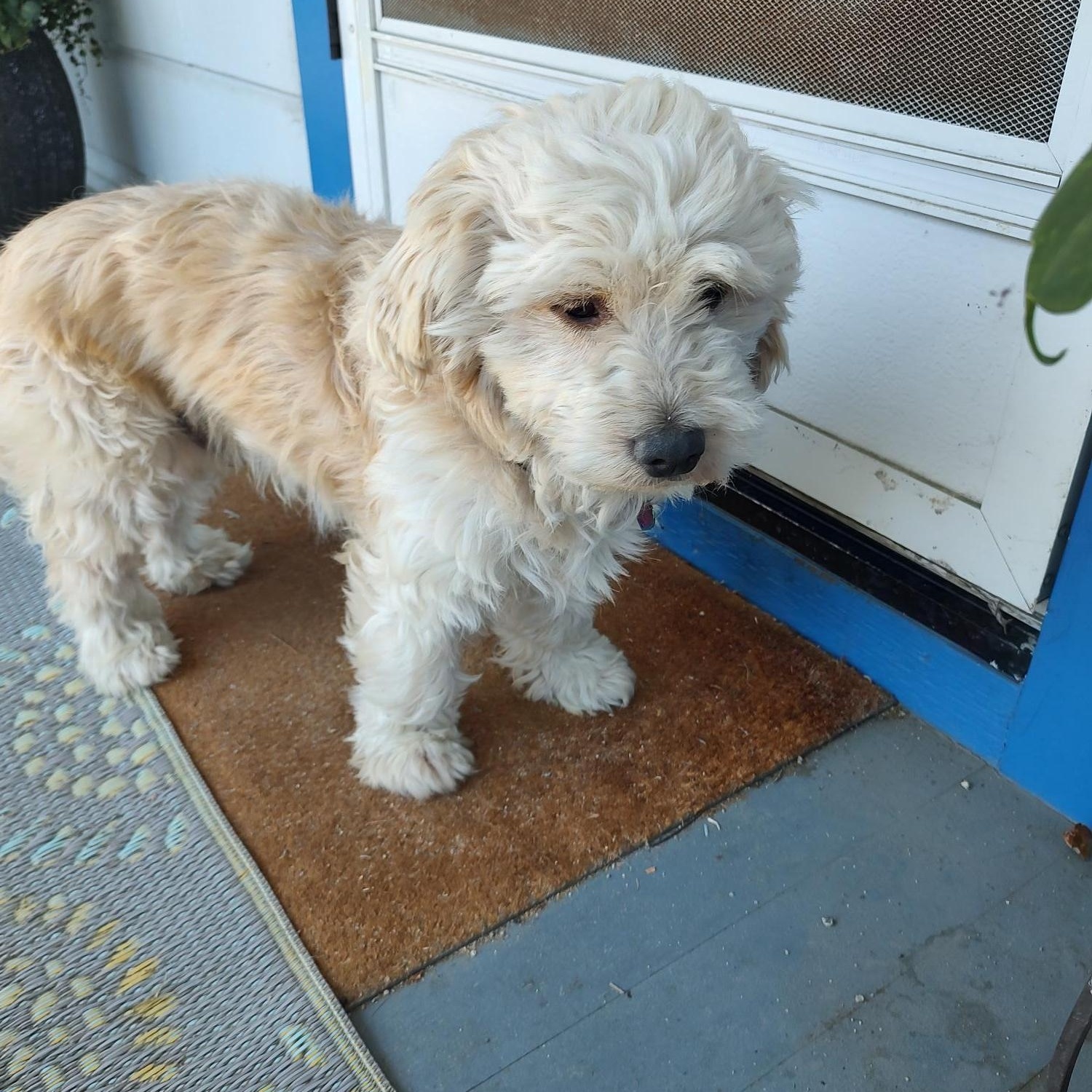 Cooper, a Adopted mixed breed in Hollister, CA image 1/3