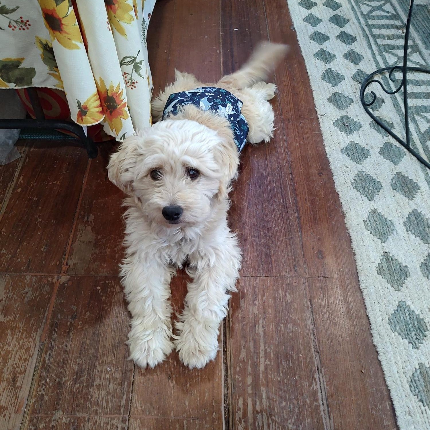 Cooper, a Adopted mixed breed in Hollister, CA image 3/3