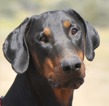 Onixx, Adopted, Young Male Doberman Pinscher.