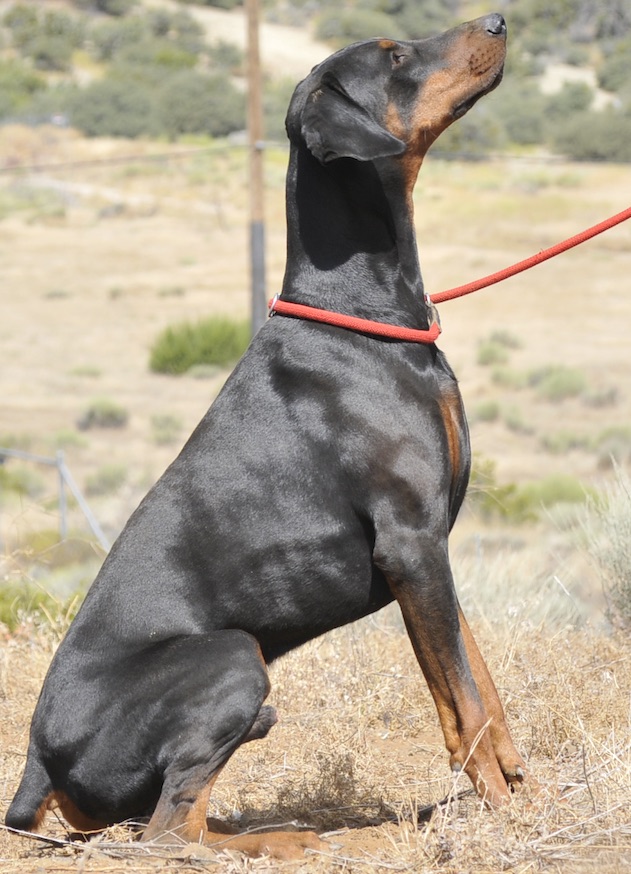 Enlarge Onixx, a Adopted Doberman Pinscher in Tehachapi, CA image 2/3