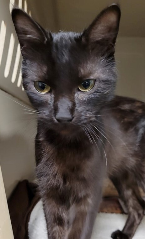 Skyler, Adoptable, Adult Female Domestic Short Hair.