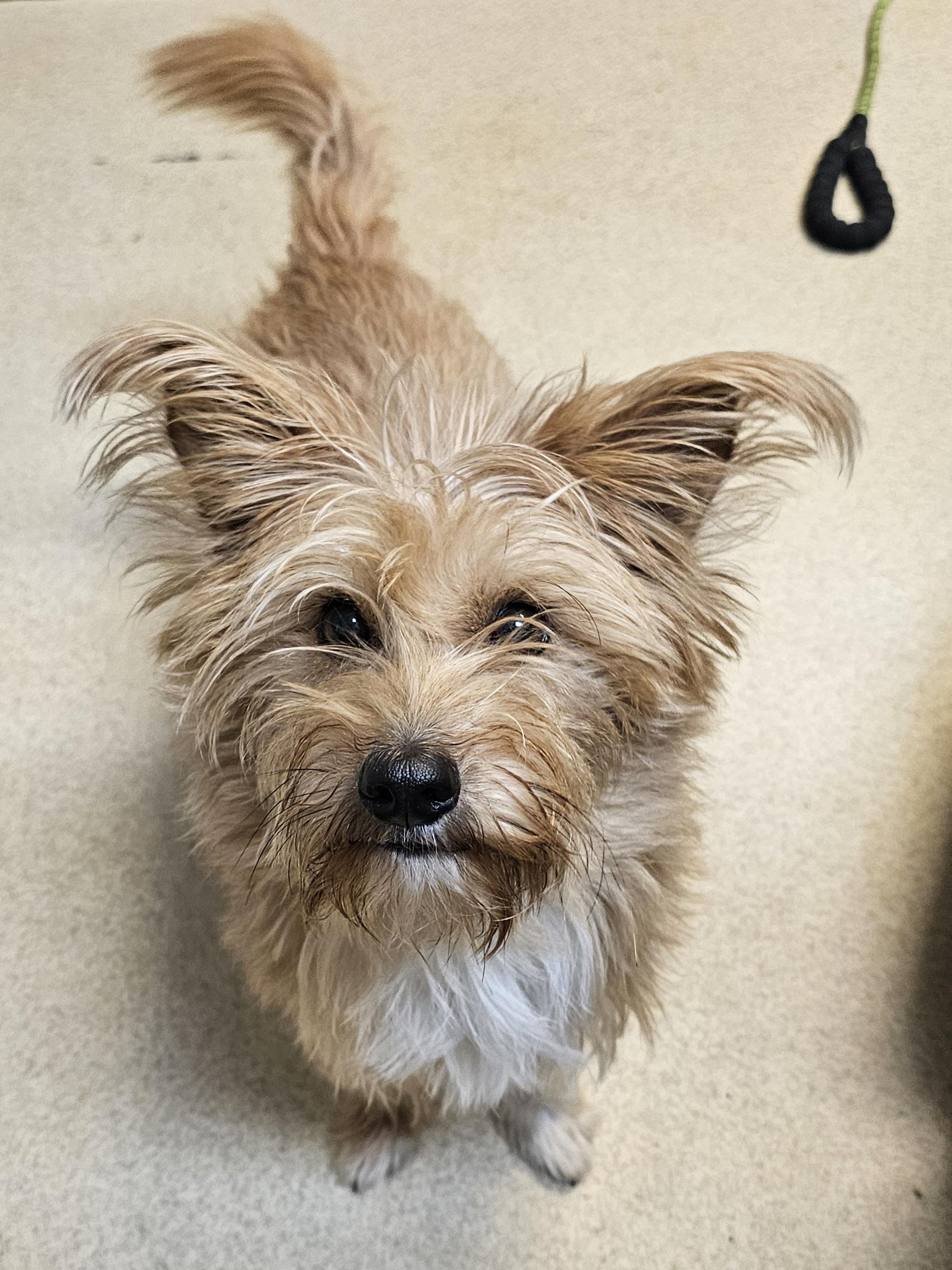 BO, adopted, Adult Male Norwich Terrier.