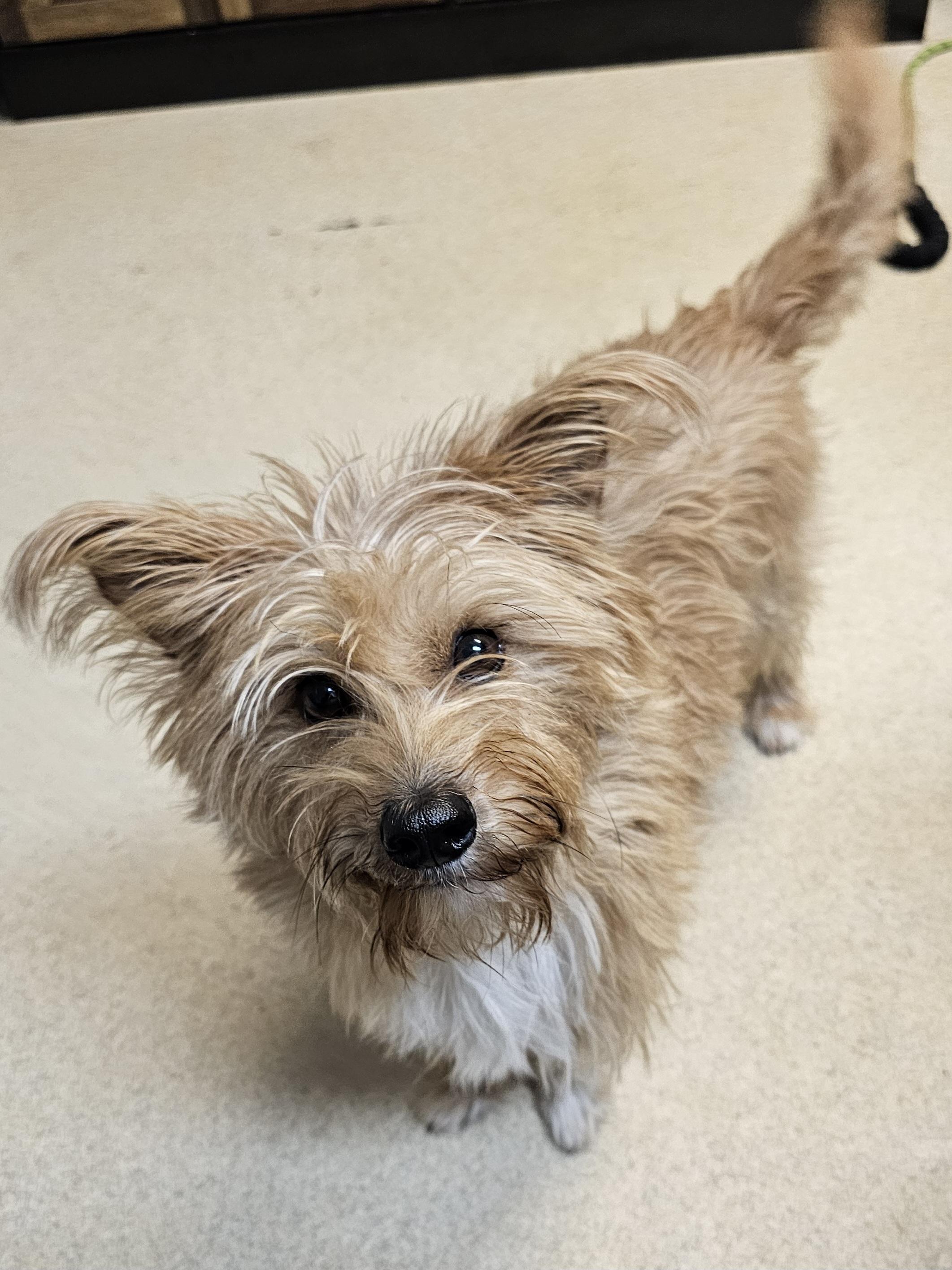 BO, an adopted mixed breed in TULSA, OK image 2/3