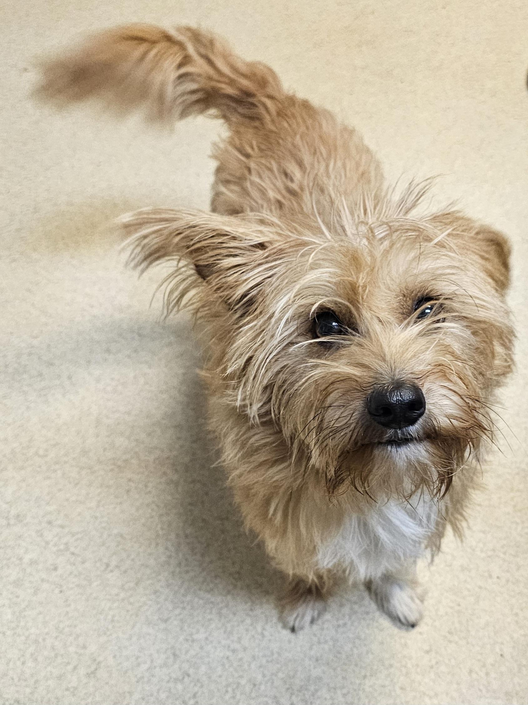 BO, an adopted mixed breed in TULSA, OK image 3/3