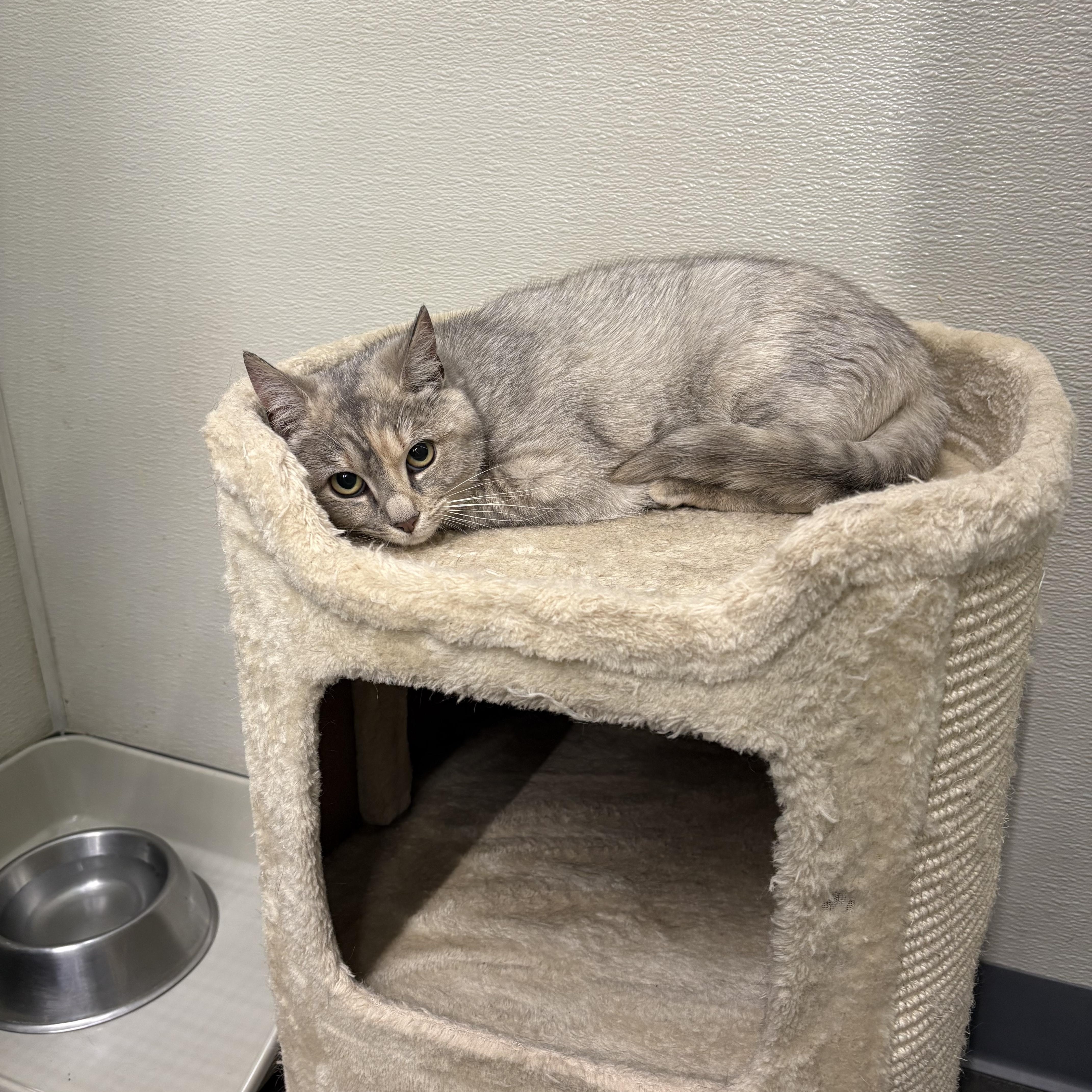 Enlarge Hannah , an adopted Dilute Tortoiseshell in Cornwall, NY image 1/1