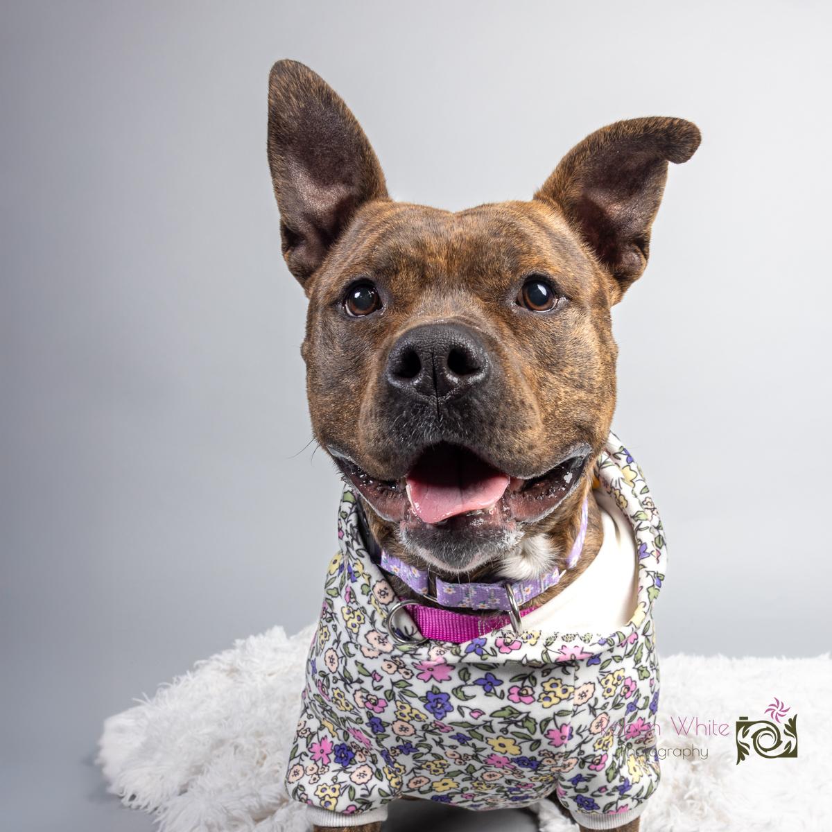 Nellie, Young Female Terrier