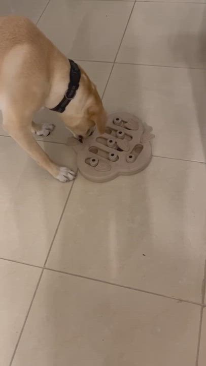 Enlarge Dusty, a Adopted mixed breed in East Rockaway, NY video 1/7