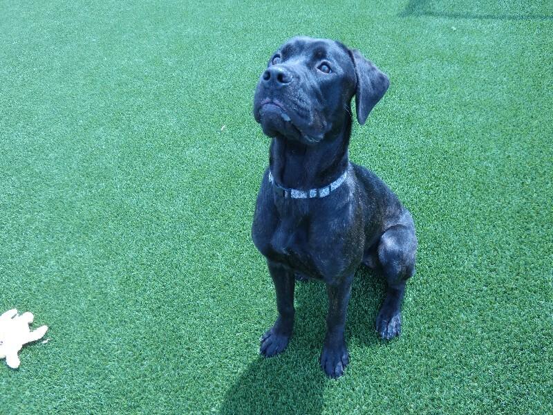 Kira, Adoptable, Young Female Boxer & Mixed Breed.
