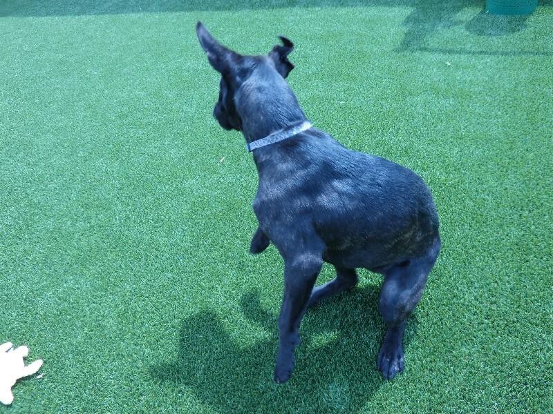 Enlarge Kira, a Adoptable mixed breed in bellefontaine, OH image 2/6