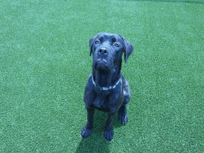 Enlarge Kira, a Adoptable mixed breed in bellefontaine, OH image 3/6