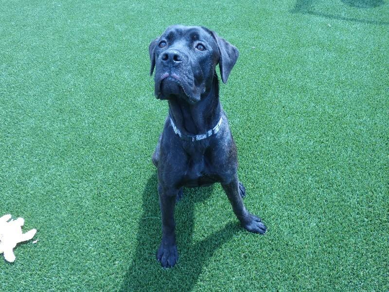 Enlarge Kira, a Adoptable mixed breed in bellefontaine, OH image 4/6