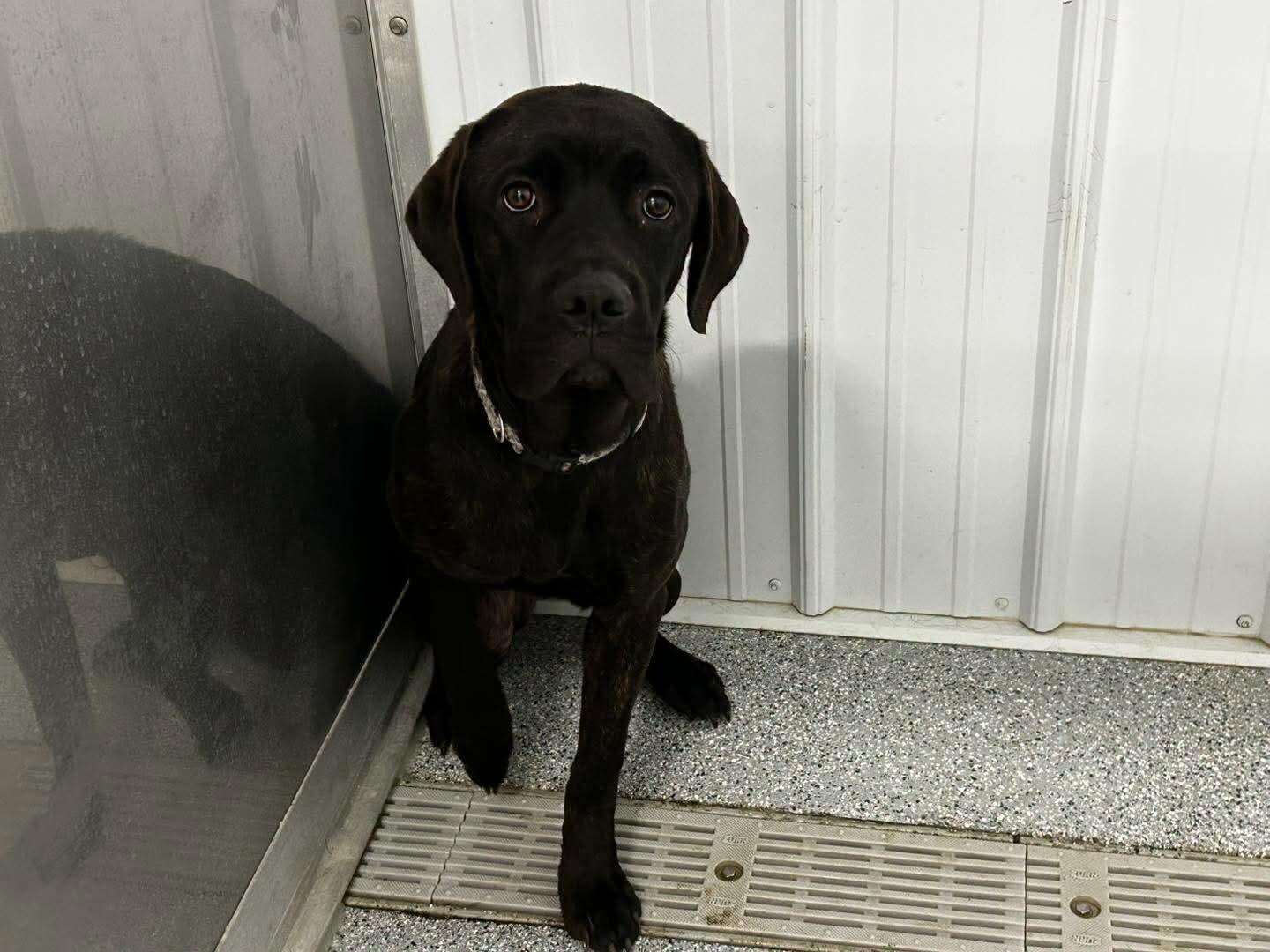 Enlarge Kira, a Adoptable mixed breed in bellefontaine, OH image 5/6
