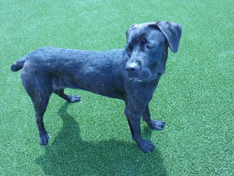 Enlarge Kira, a Adoptable mixed breed in bellefontaine, OH image 6/6