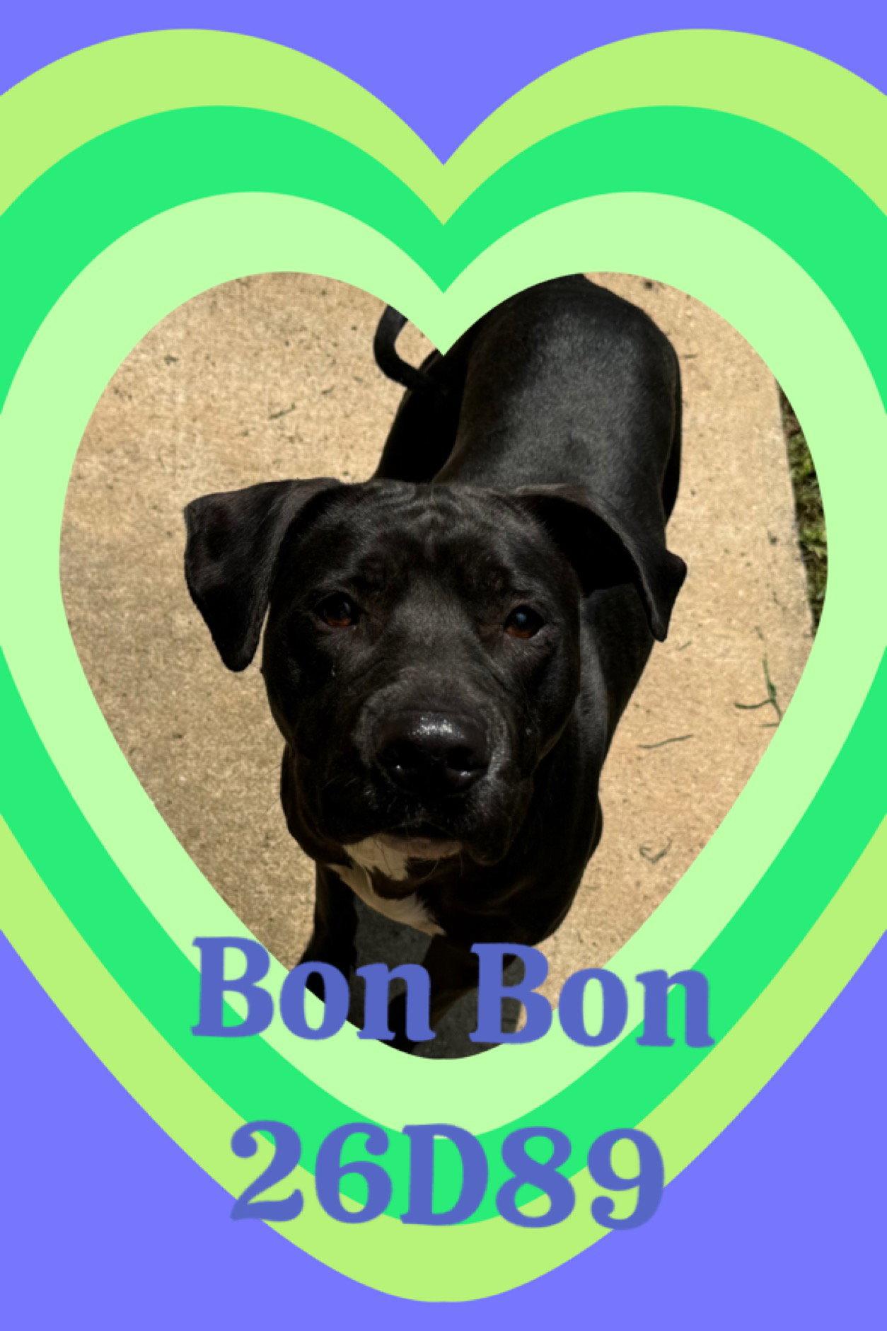 Enlarge Bon Bon, a Adoptable Cane Corso in New Martinsville, WV image 1/3