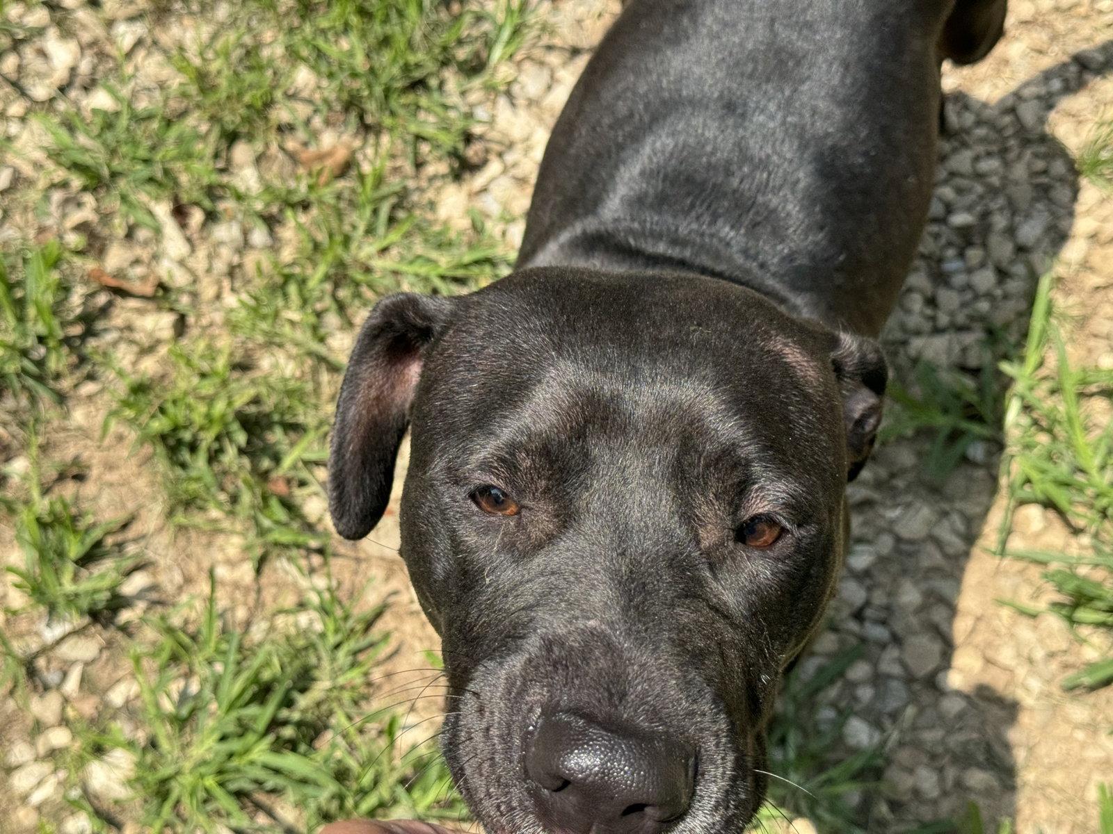 Enlarge Bon Bon, a Adoptable Cane Corso in New Martinsville, WV image 2/3