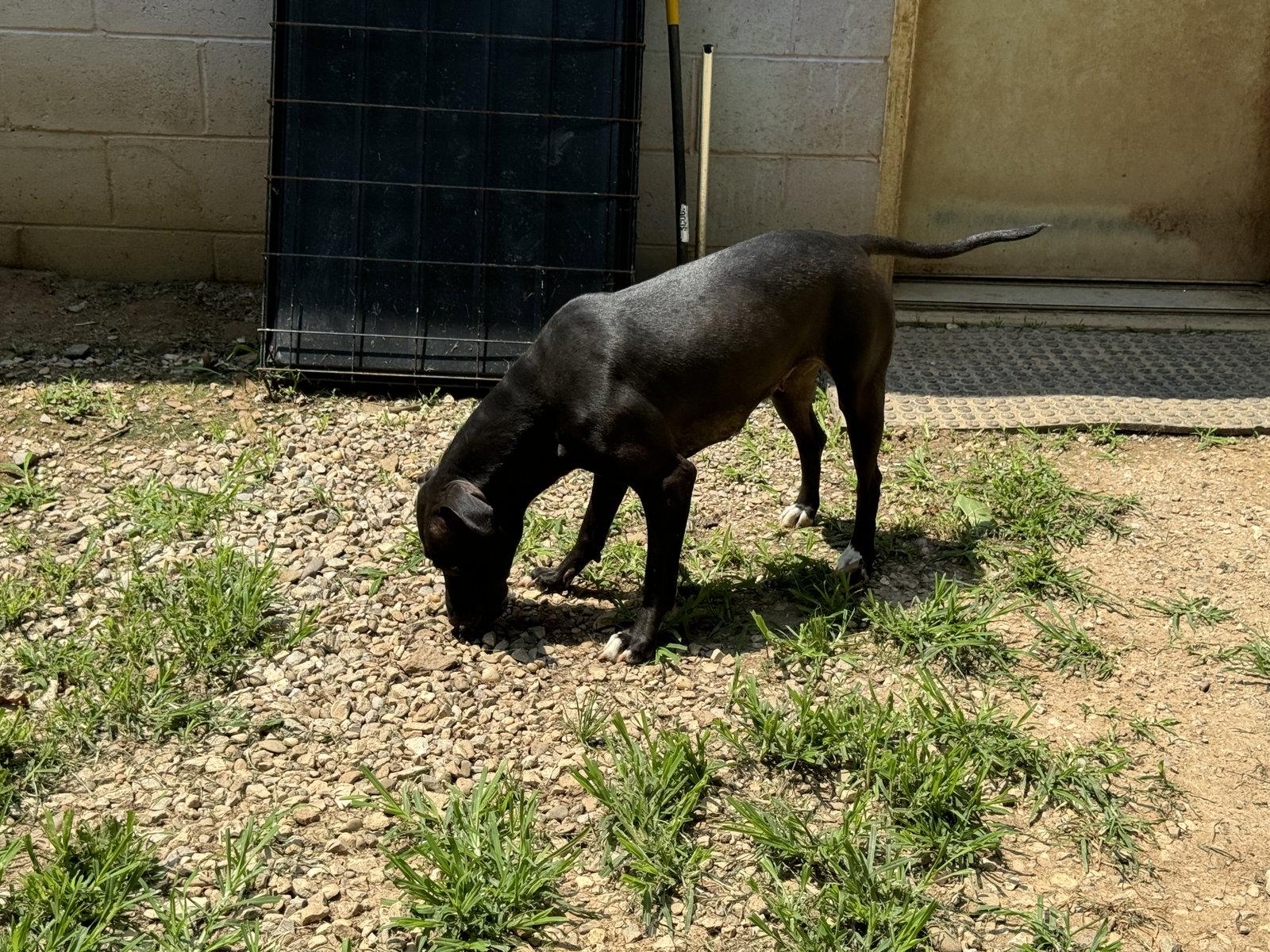 Enlarge Bon Bon, a Adoptable Cane Corso in New Martinsville, WV image 3/3