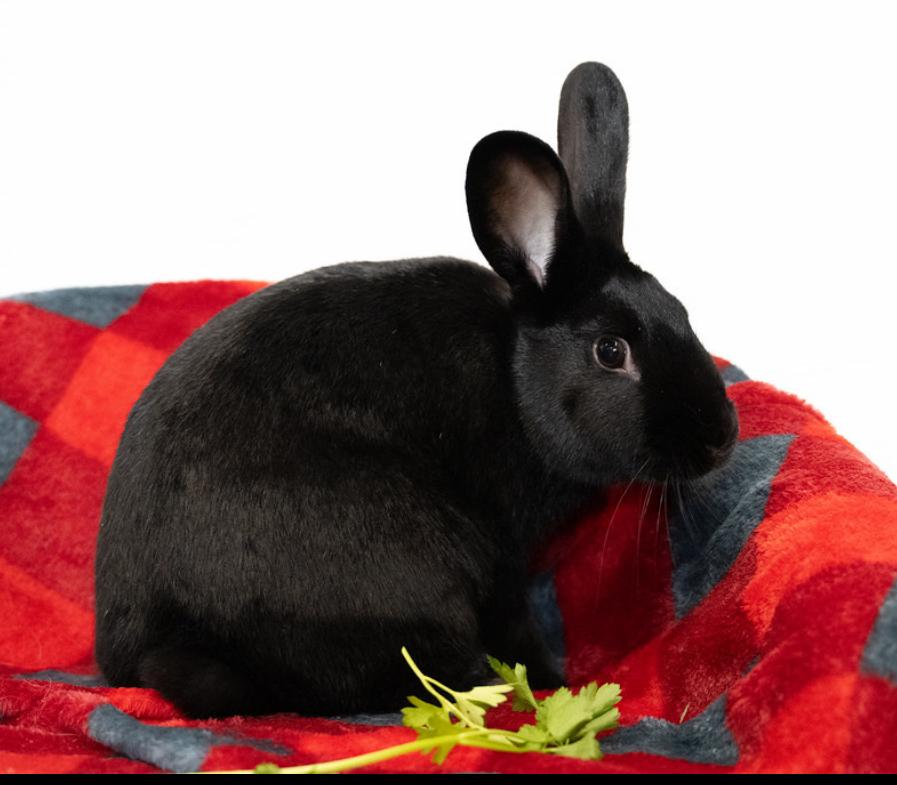 Olive, ADOPTABLE, Young Female Satin.