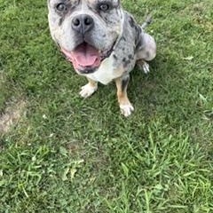 Enlarge Sarge, a ADOPTABLE mixed breed in Taunton, MA image 5/5