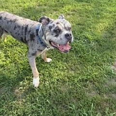 Enlarge Sarge, a ADOPTABLE mixed breed in Taunton, MA image 4/5