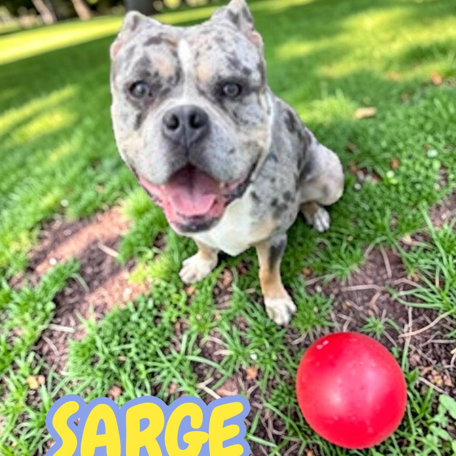 Enlarge Sarge, a ADOPTABLE mixed breed in Taunton, MA image 1/5